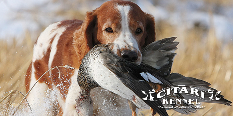 Field Bred English Springer Spaniels from Citari Kennels