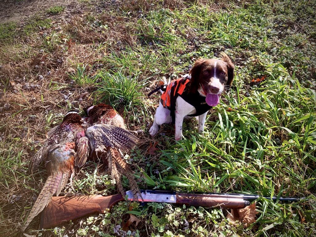 springer spaniel pheasant hunting